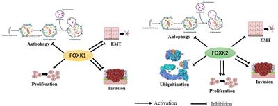 The Function of FoxK Transcription Factors in Diseases